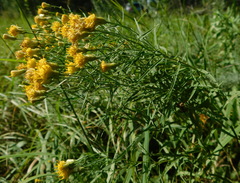 Galatella biflora