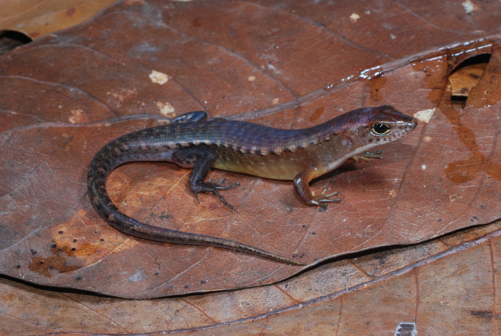 Yapen Forest Skink
