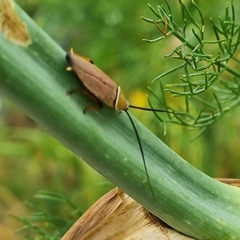Ellipsidion humerale
