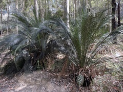 Macrozamia communis