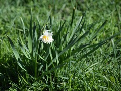 Narcissus tazetta