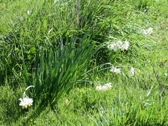 Narcissus tazetta
