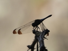 Erythrodiplax atroterminata
