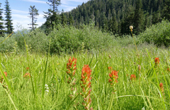 Castilleja suksdorfii