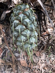 Macrozamia communis