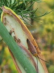 Ellipsidion humerale