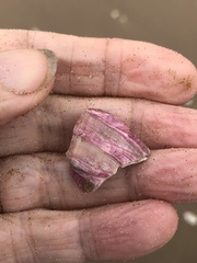 Megabalanus