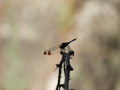 Erythrodiplax atroterminata