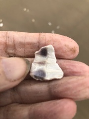 Megabalanus