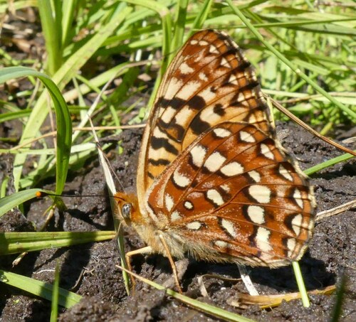 Hydaspe Fritillary