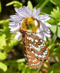 Euphydryas chalcedona