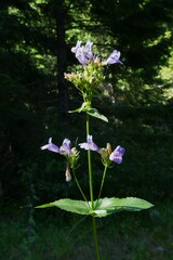 Penstemon serrulatus