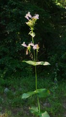 Penstemon serrulatus