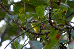 Basileuterus delattrii