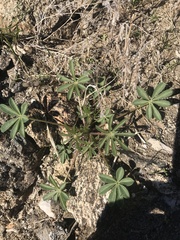 Lupinus arizonicus