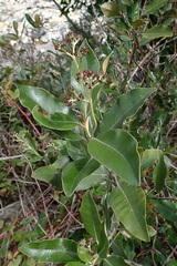 Olearia avicenniifolia