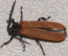 Trichalus semicostatus