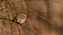 Erithacus rubecula