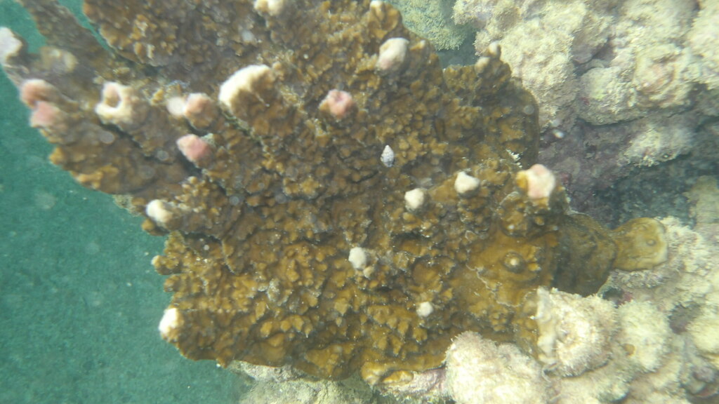 Millepora braziliensis