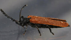 Trichalus semicostatus