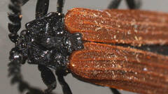 Trichalus semicostatus