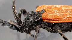 Trichalus semicostatus