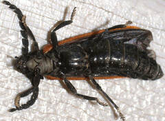 Trichalus semicostatus