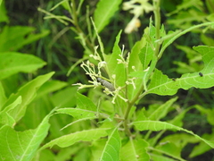 Epicauta maculata-group