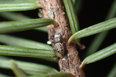 Pelegrina aeneola