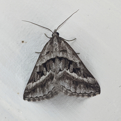 Dichromodes stilbiata