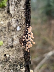 Hemitrichia calyculata