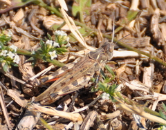 Dociostaurus maroccanus