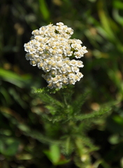Achillea