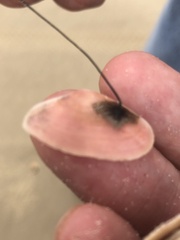 Tellinidae