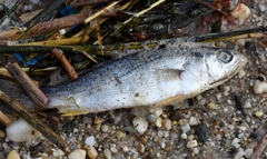 Cynoscion regalis