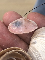 Tellinidae