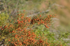 Ephedra equisetina