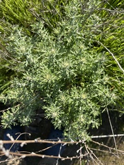 Eriophyllum confertiflorum