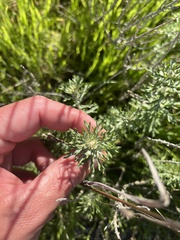 Eriophyllum confertiflorum
