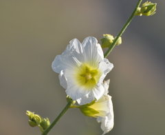 Alcea nudiflora