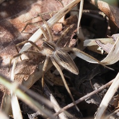Pisaura