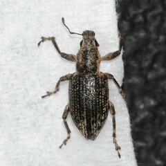 Tanymecus confusus