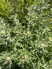 Eriophyllum confertiflorum