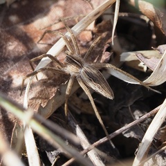 Pisaura