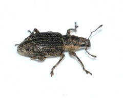 Tanymecus confusus