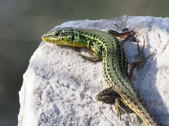Podarcis melisellensis