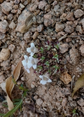 Lepidagathis cristata