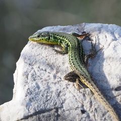 Podarcis melisellensis