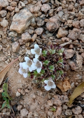 Lepidagathis cristata