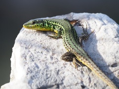 Podarcis melisellensis